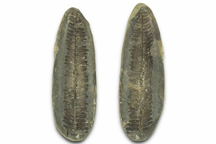 Fossil Fern (Pecopteris) Nodule Pos/Neg - Mazon Creek #325819